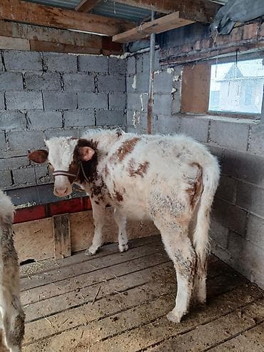 Услуги ветеринара: Продаю | Тёлка | На откорм | Привязанные — 5