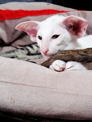 вислоухая кошка сколько стоит: Ориентальная, 4 месяца, Мальчик, Белый, Приучена к лотку, Проглистована, С документами — 4