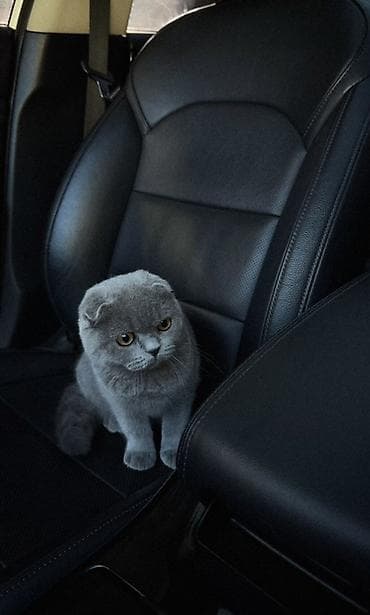 кой сатып алам бишкек: Шотландская вислоухая кошка (Scottish Fold), окрас голубой (плотный — 3