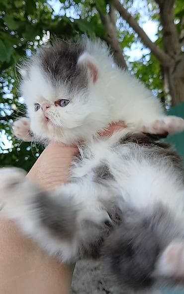 кошка мышык: Эксклюзив ! Настрящий персидский котёноккоторый может быть — 7