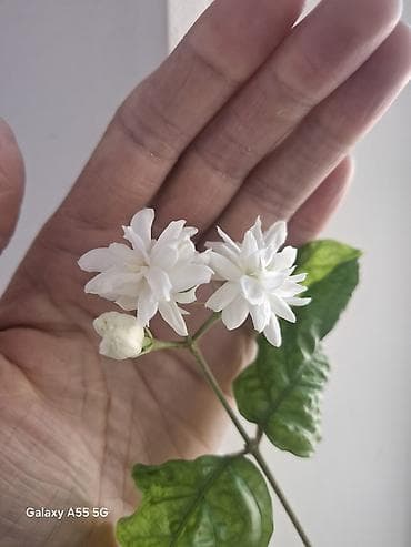 жасмин цветы: Жасмин самбак (Jasminum sambac), комнатное/балконное растение в — 1