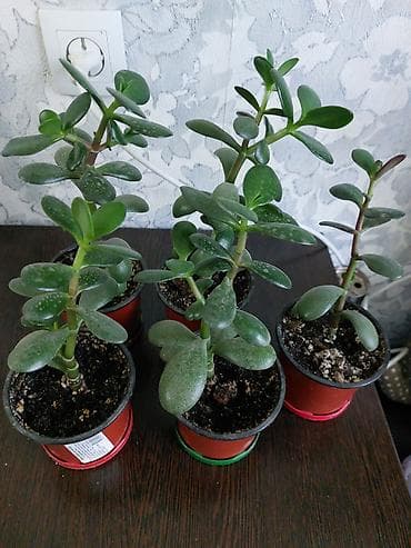 Бөлмө өсүмдүктөрү: Толстянка (денежное дерево), молодые растения в индивидуальных — 1