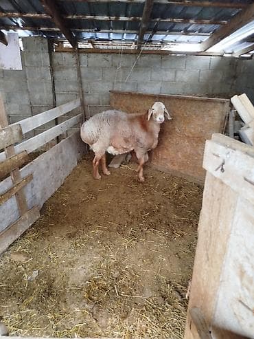 жылкы жаныбар: Сатам | Ургаачы кой (ургаачы) | Көбөйтүү үчүн | Токту — 10