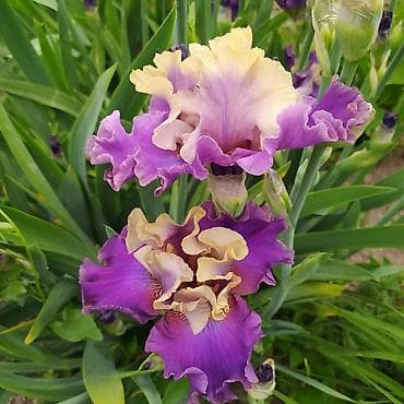 токмок тумба: Ирисы 100сом — 10