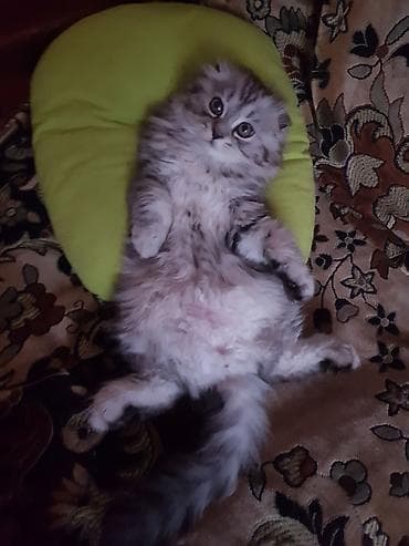 Скотиш Фолд (Шотландская вислоухая), 2 месяца, Мальчик, Серый, Приучена к лотку, Проглистована at lalafo.kg Скотиш Фолд (Шотландская вислоухая), 2 месяца, Мальчик, Серый, Приучена к лотку, Проглистована