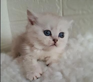 Вязка кошек: Скотиш Страйт (Шотландская прямоухая), 2 месяца, Девочка, Серебристая шиншилла, Приучена к лотку, Проглистована — 5