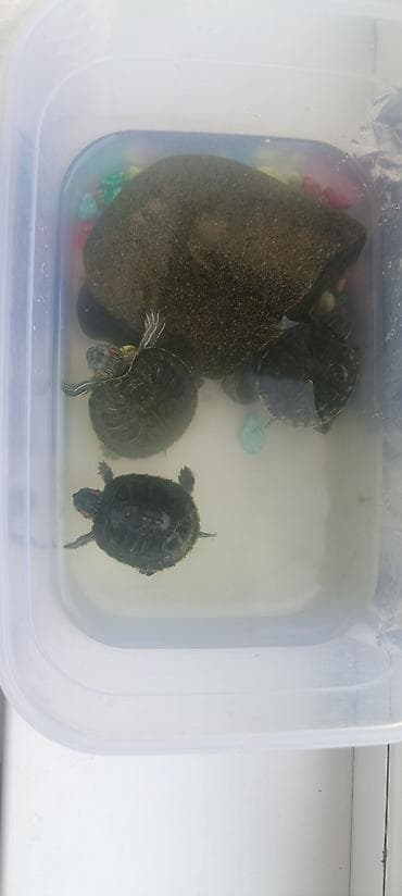 С/х животные и товары: Красноухие черепахи (Trachemys scripta elegans) Отдам бесплатно. - — 1