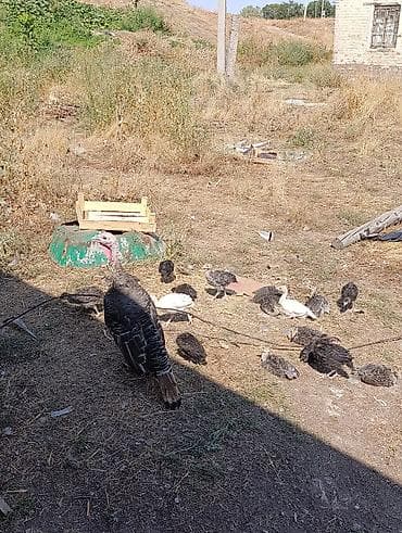 абиссинская кошка бишкек: 21 индюшата 40 дней с мамой,( индюшата по 900с, мама 3000с) без — 5