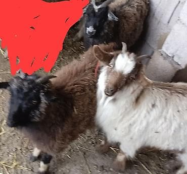 кошка токмок: Сатам | Эчки (ургаачы) — 1