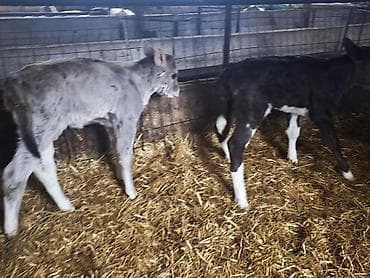 кролик мини лоп: Продаю | Тёлка | Голштин, Швицкая | На откорм, Для разведения, Для молока | Искусственник — 10