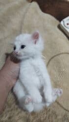 во сколько месяцев стерилизовать кошку: 1 месяц, Девочка, Приучена к лотку — 1