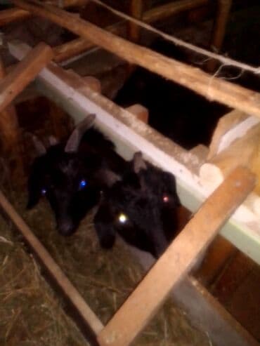 заненская коза: Продаю | Козлёнок | Для разведения — 7