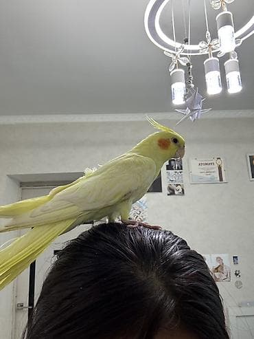 корел: 🏡 Ищу новый дом для любимой птички 🏡 Кореллу я когда-то купила в — 6