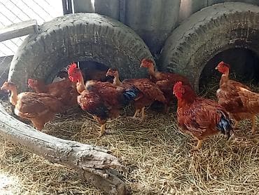 Продаю | Куры | Для разведения — 3