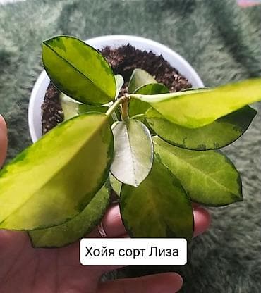 эвелины цветы: Продаю Хойя горшки двойные — 9