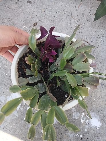 каланхоя: 3 горшка за 500сом кислица идекабрист в одном горшке, традесканция рео — 2