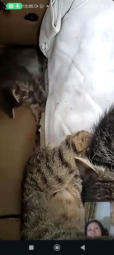 На передержке только в добрые руки кошка и два котёнка мальчик и — 3