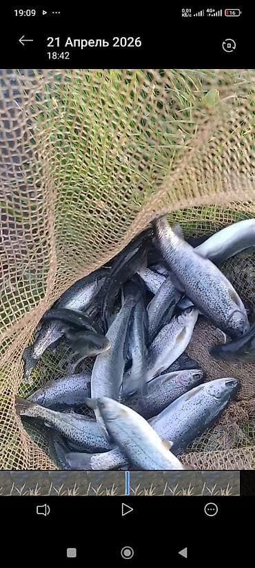 Продаётся малёк форели (американка) — отличное предложение! ✔️ Размер