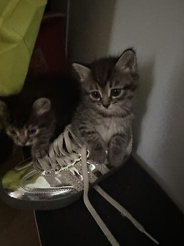 котенок даром: 2 месяца, Девочка — 6