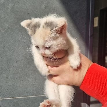 белый хомяк: Очаровательные котята, короткошёрстные, с плюшевой мягкой шерстью и — 3