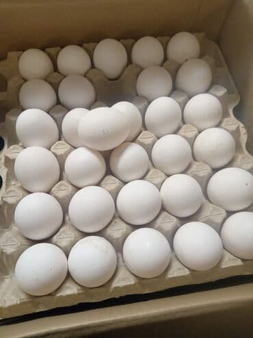 девушки талас: Куриные яйца, белые. - Фасовка: лотки по 30 шт. на картонных — 1