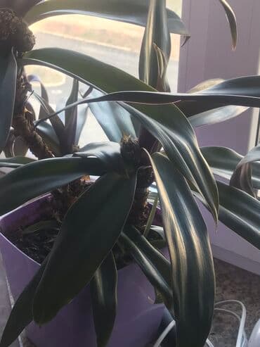 растения в офис: Меняю традесканцию на другой цветок — 1