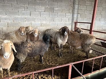 Үй жаныбарлары үчүн товарлар: Сатам | Ургаачы кой (ургаачы) | Көбөйтүү үчүн | Асыл тукумдуу — 8