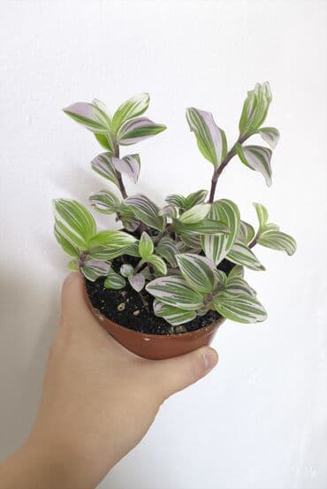 коновалов сад: Распродажа 🔥Продаю комнатные растения 🪴. Пассифлора кализия розовая — 11