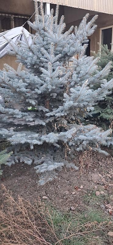 Барбекю: Саженцы деревьев: Ели — 1