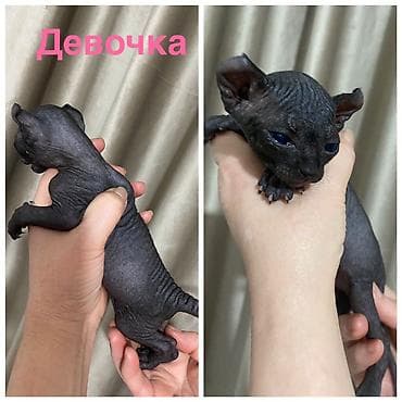 кошка шотланская: Сфинкс, 2 месяца, Девочка, Черный, Приучена к лотку — 1
