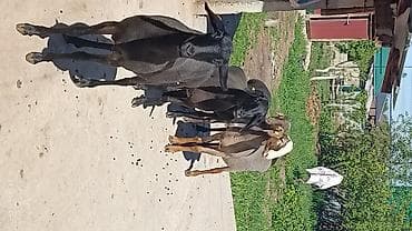 Продаю | Овца (самка) | Для разведения