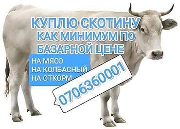 бычки герефорд купить: Колбасный цех : Коровы, быки, | На откорм — 1