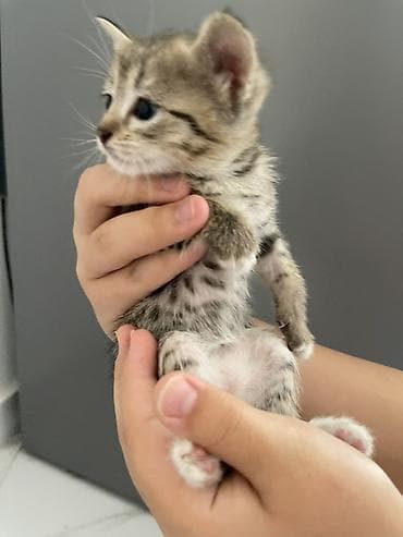 Животные: Котята домашние, короткошёрстные. Около 1–1,5 месяцев. В помёте разные — 9