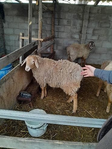 туз малга: Сатам | Кочкор (эркек) | Эдильбай, Арашан, Гиссар | Бычылган — 5