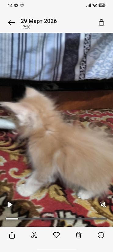 восковая моль: Впервые в городе Ош чистокровный Котёнок породы Мейн-кун, окрас — 7