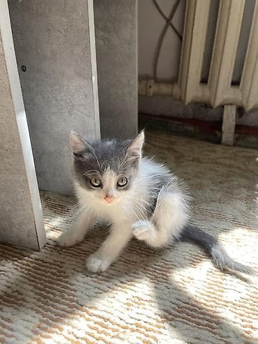 коты мейкун: Котята, домашнее выращивание. - Возраст: 2 месяца. - Окрас: - — 6