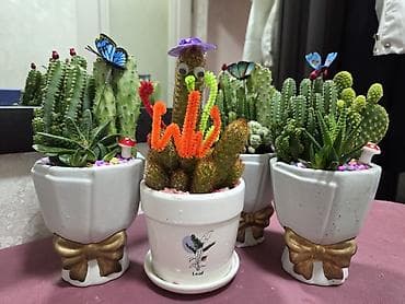 Комнатные розы: Композиция из суккулентов в многоярусном кашпо - Состав: несколько — 9