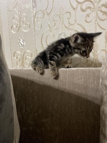 отдам даром котят: 1 месяц, Девочка, Серый — 6