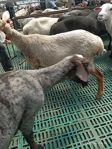 шлифовка станок: Въездные касапчы; тойлорго жылкы Уй кой соебуз, ресторандарга этин — 3