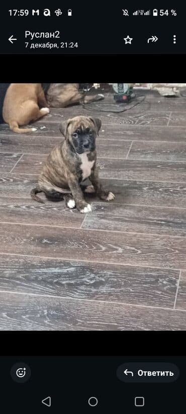 продаю охотничий собаку дратхар: Щенки немецкого боксера! порода собак для содержания только в доме — 2