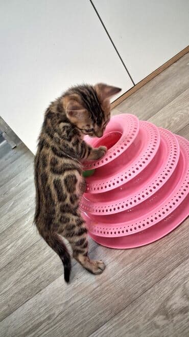 куда можно отдать кошку в бишкеке: Бенгальская, 2 месяца, Девочка, Приучена к лотку, Проглистована, С документами — 2