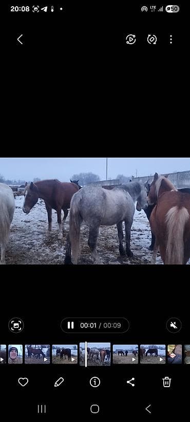 шивис уйлар: Продаю | Кобыла (самка) | Для разведения — 2