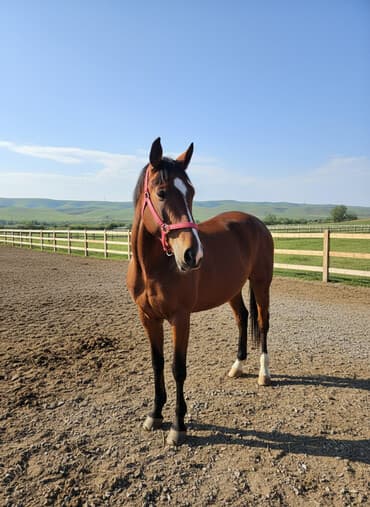 Продаю | Жеребец | Полукровка | Для разведения | Племенные