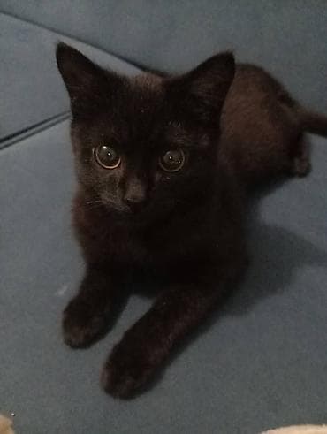 cat litter: Кошка даром: Беспородная, 3 месяца, Мальчик, Приучена к лотку — 3