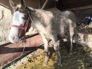 корм для домашних животных: Продаю | Жеребец | На забой | Мерин — 1