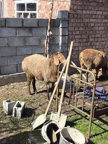 док собака: Продаю | Овца (самка) | Полукровка | Для разведения | Матка, Ярка — 7