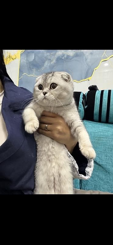 Мышыктар сатылат: Шотландская вислоухая кошка (Scottish Fold) Забирать в Оше Продаю в — 1