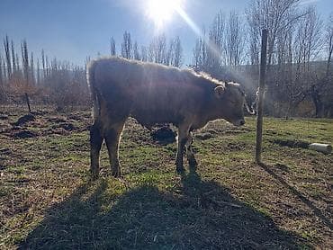 французский бульдог цена: Продаю | Бык (самец) | На откорм | Привязанные — 3