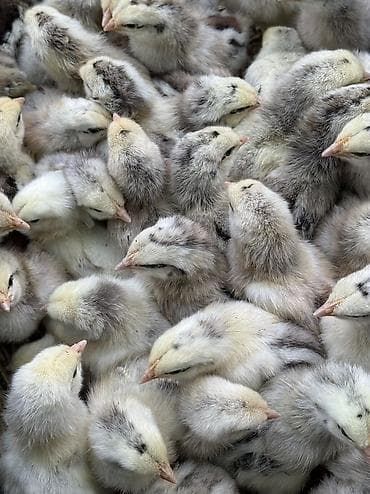 куры бройлеры: Продаю | Цыплята | На забой, Для разведения, Несушки — 4