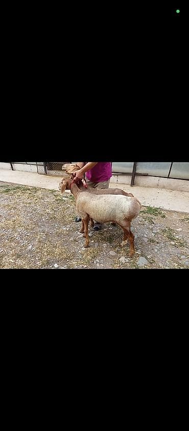 щенки пекинеса каракол: Продаю | Овца (самка) | Арашан | Для разведения | Ярка — 2